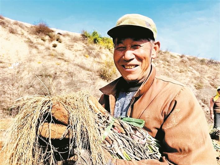 河曲縣柏鹿泉村：  1600畝紅蔥喜獲豐收 百萬元訂單助力鄉村振興